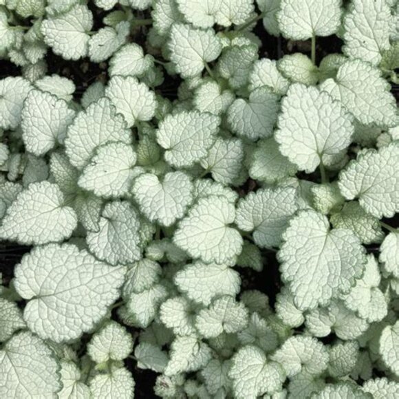 Lamium Maculatum -Looking for this and sm. pk of other flowers for garden - Picture 2 of 2